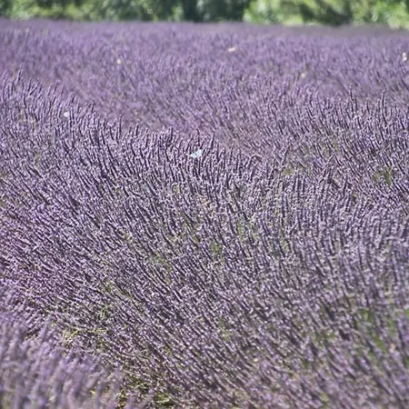 Il Nido Di Giulia *
